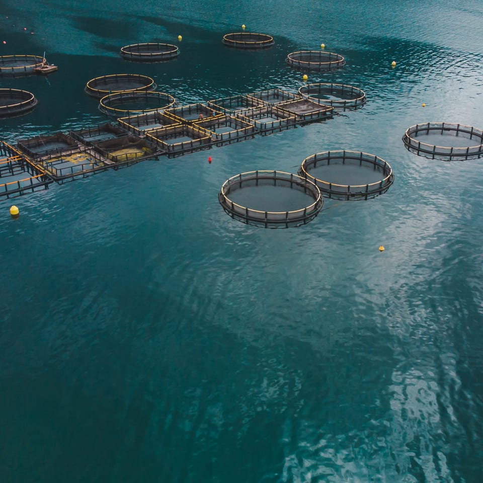 Vista aérea de jaulas circulares flotantes de una piscifactoría en el mar